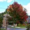 Redpointe Red Maple #7 - Image 3